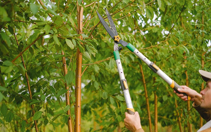Tree trimming in Comstock, NE